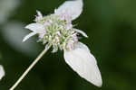 Loomis' mountainmint